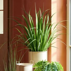 ALLIUM Herbe Ornementale Vert^CASA Outlet