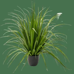 ALLIUM Herbe Ornementale Vert^CASA Outlet