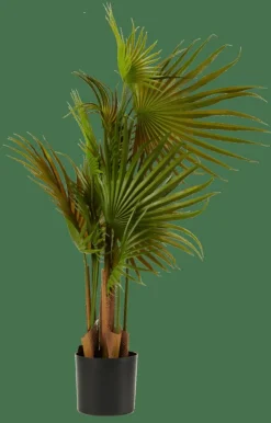 ARECA Palmier Vert^CASA Sale
