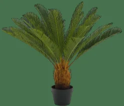 CYCAS Palmier Vert^CASA