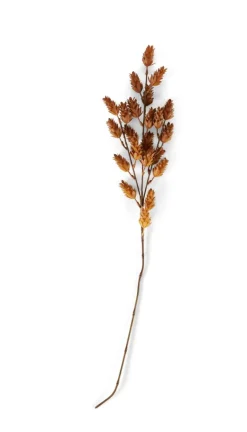 DAMA J Dame-jeanne Brun^CASA Hot