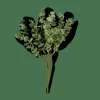 EUCALYPTUS Branche D'eucalyptus Vert^CASA Outlet