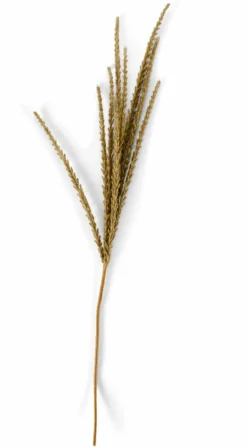 GOLDENROD Tige Blanc^CASA Best