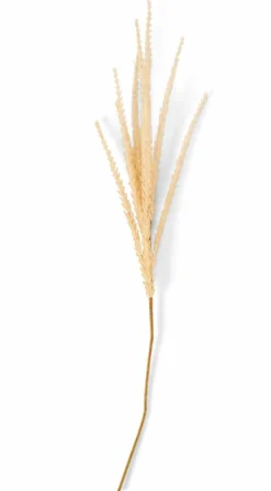 GOLDENROD Tige Kaki^CASA Clearance