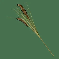 GRASS Hampe De Roseau Vert^CASA