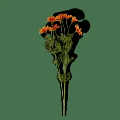 INDI Orange^CASA New