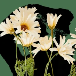 INDI Tige De Fleurs Crème^CASA New