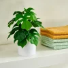 MONSTERA Plante Diverses Couleurs^CASA New