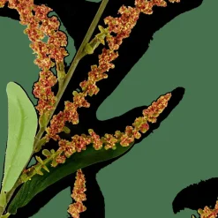 OPHIO Branche^CASA Sale