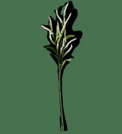 OPHIO Branche Blanc^CASA New