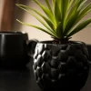 PINA Plante D'ananas En Pot Noir^CASA Clearance