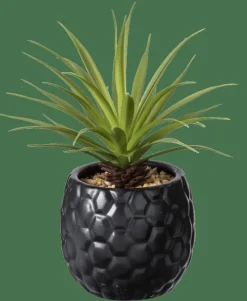 PINA Plante D'ananas En Pot Noir^CASA Clearance
