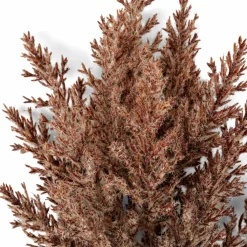 PLUME Plumes Décoratives Brun Clair^CASA Clearance