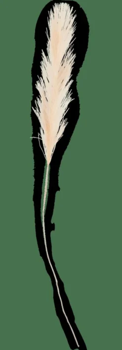 PLUME Plumes Décoratives Crème^CASA Discount