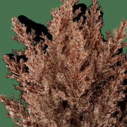 PLUME Tige Panache Brun^CASA Discount