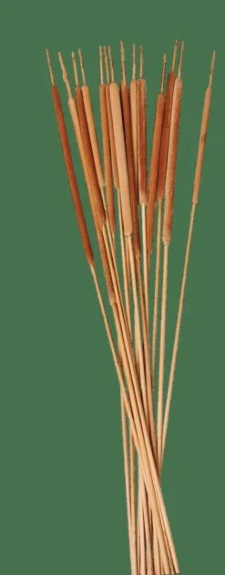 TYPHA Hampes De Roseau Set De 15 Naturel^CASA Discount