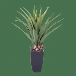 VERA Aloe Vera Vert^CASA Outlet