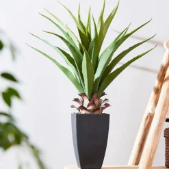 VERA Aloe Vera Vert^CASA Outlet